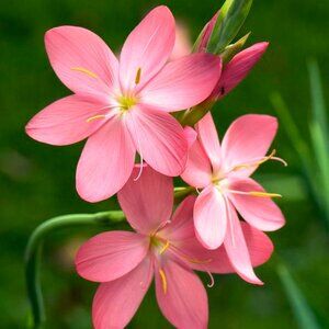 Meet your Posher, Hang